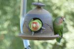 PICTURES/Rosy-cheek Lovebirds/t_P1010273.JPG